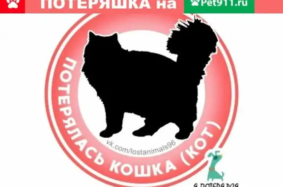 Пропала белая кошка в Втузгородке, Екатеринбург