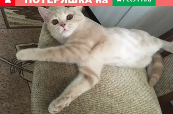 Найдена активная кошка в Томске!