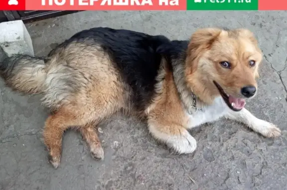 Найдена собака на улице Ромашина, Брянск