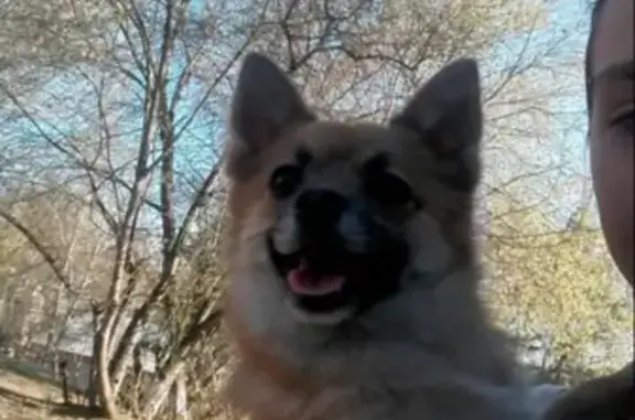 Собачка найдена на бульваре Постышева, Иркутск