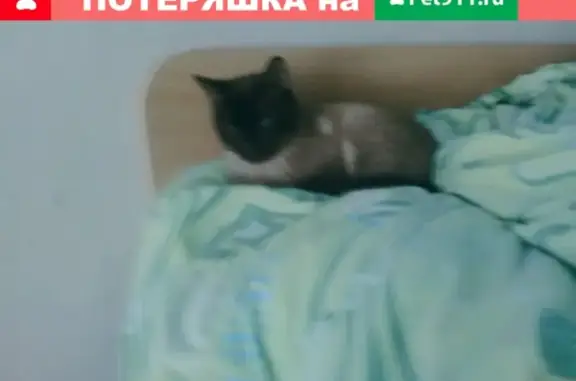 Пропал кот в Петрозаводске, Республика Карелия