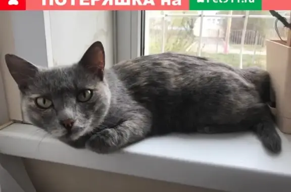 Найдена кошка на ул. Ост-Школа 147, мкр Северный (Красноярск) https://vk.com/id15306094