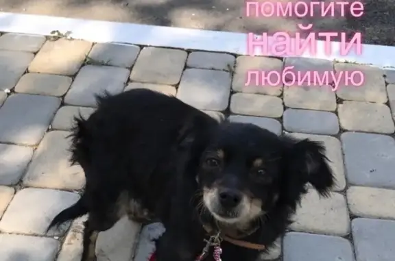 Пропала собака в Краснодаре на Кубанской Набережной, помогите найти!