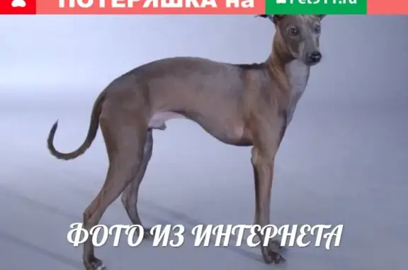 Пропала собака в Адмиралтейском районе, СПб - нужна медицинская помощь!