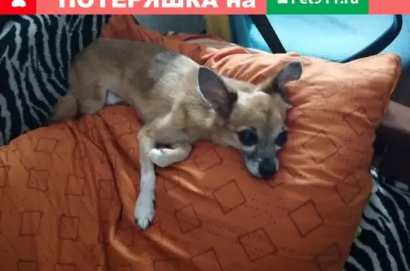 Пропала собака Кубик на Мариупольском шоссе