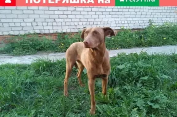 Найдена собака на Карла Маркса, ищем хозяина (Курск)