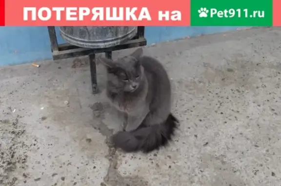 Найдена кошка на ул. Дружинной в Казани