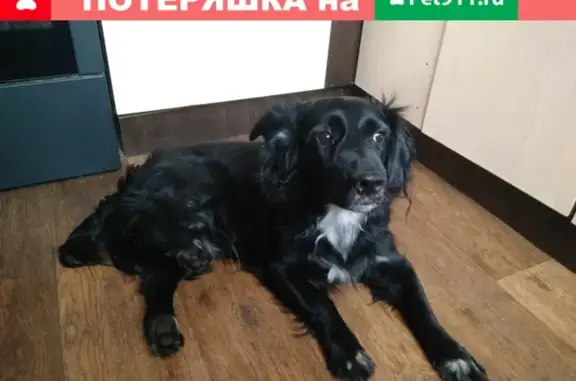 Найдена собака возле Автолюбителя на пр. Октябрьский в Новокузнецке