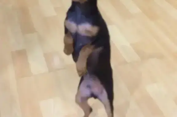 Собаки потеряшки, посёлок Целина, фото: Потеряшка той терьер на ул. Дзержинского, вознаграждение за помощь