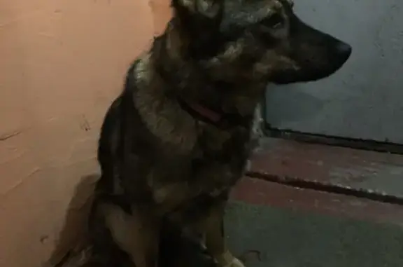 Найдена собака в Калининграде на улице Зарайская
