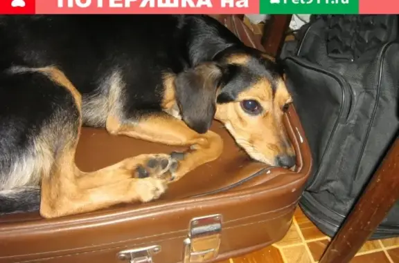 Найдена собака возле магазина Пятёрочка на ул. Молодёжной (г. Дзержинск)