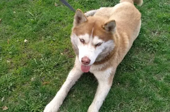 Найдена собака хаски в Пензе