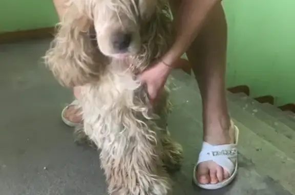 Найдена собака в Сафоново, Мурманская область