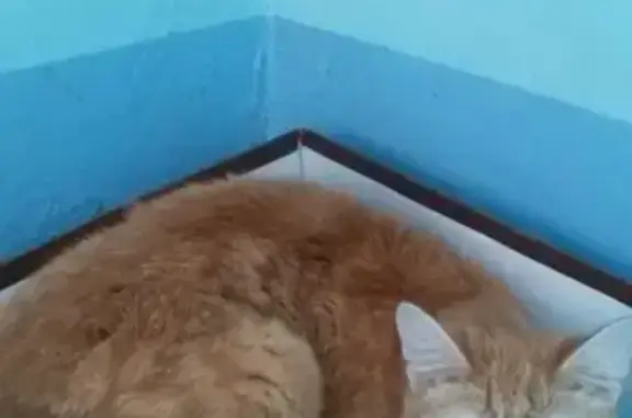 Найдена кошка в Челябинске, ул. Каслинская 56/5, выпала с балкона
