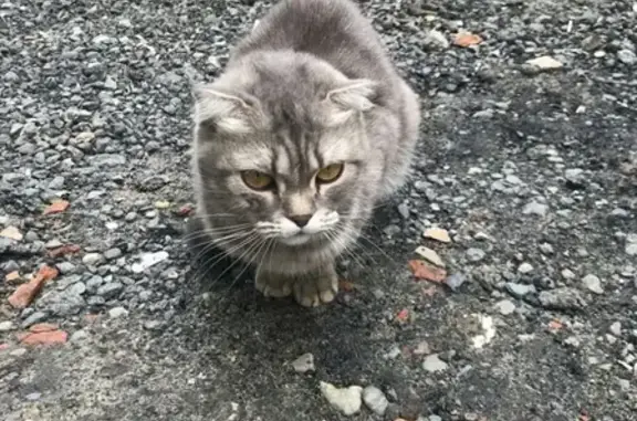 Найдена кошка в Барнауле, ищем хозяина
