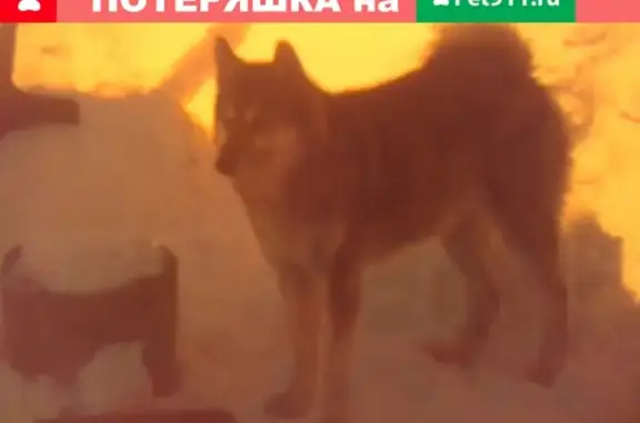 Пропала собака в Симе, Челябинская область