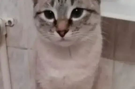 Кошки потеряшки, Набережные Челны, фото: Потеряшка кошка на ГЭСе, дом 10/25 (Набережные Челны)