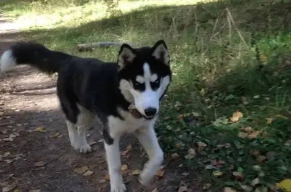 Пропала собака Капа в Авдотьино, Иваново
