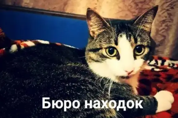 Пропал кот на Попова 23, Архангельск