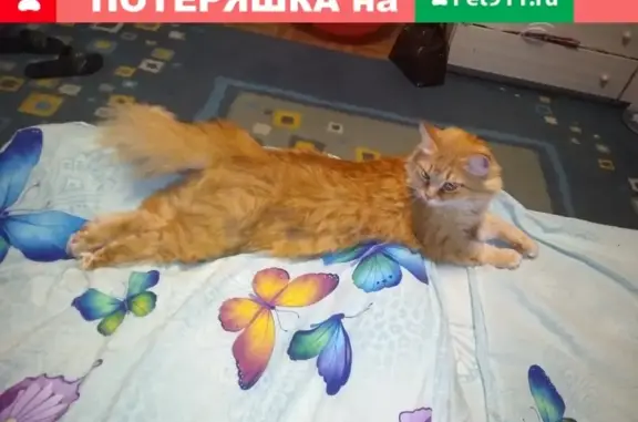 Кошки потеряшки, посёлок Сингапай, фото: Потеряшка кошка в п. Сингапай, 07 мая, рыжий кот Кузя, 47 дом.