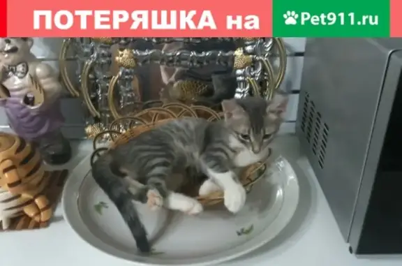 Пропала кошка на ул. Осоавиахима, Новороссийск