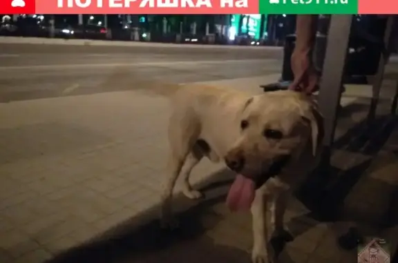 Найден пёс на Компросе, ищем хозяина!