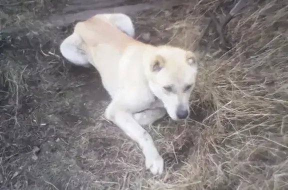 Пропала собака в Барнауле, помогите найти!