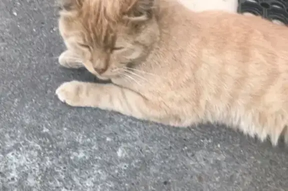 Найден кот с поврежденной лапой в Москве и МО
