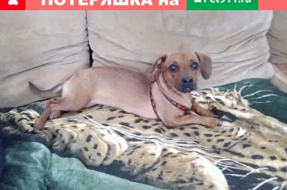 Найдена собака на улице Семёнова
