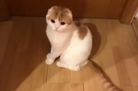 Потерянные животные Москва, фото: Пропал кот на Магаданской улице, Москва