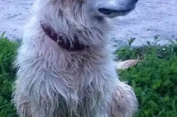 Пропала собака Альма на улице Железнодорожная/Кронштадская в Тамбове