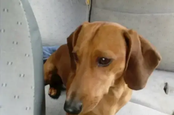 Собака найдена на пр. Автолюбителей в Петрозаводске