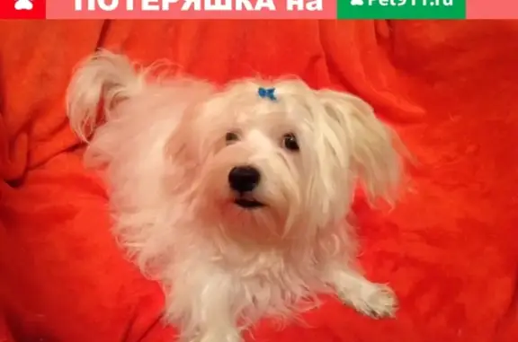 Пропала собака Вилли в Астрахани на заводе Ленина