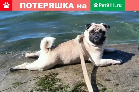 Пропала собака Филя, ЭНГЕЛЬС, ул. Маршала Василевского, д.50, Саратовская область