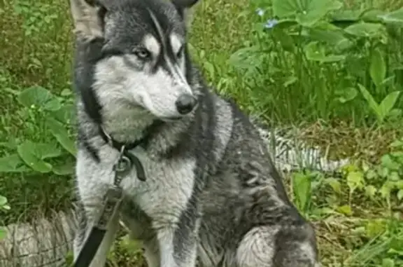 Найдена собака хаски на ул. Лермонтова, 12А в Дзержинском