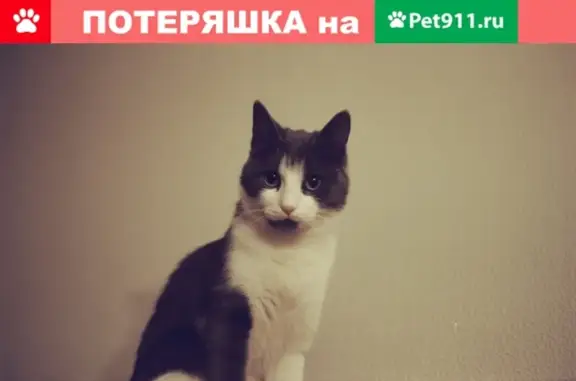 Кошки потеряшки, Москва, фото: Потеряшка кошка на улице Связистов, 1