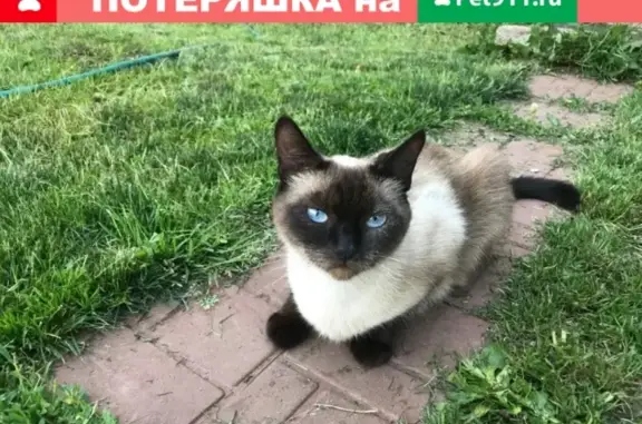 Пропала кошка на Завьялово, зовут Кира (Чайковский)
