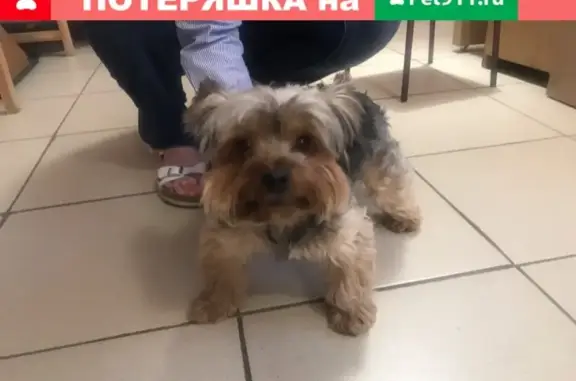 Найдена собака в Ивантеевке, ищем хозяина