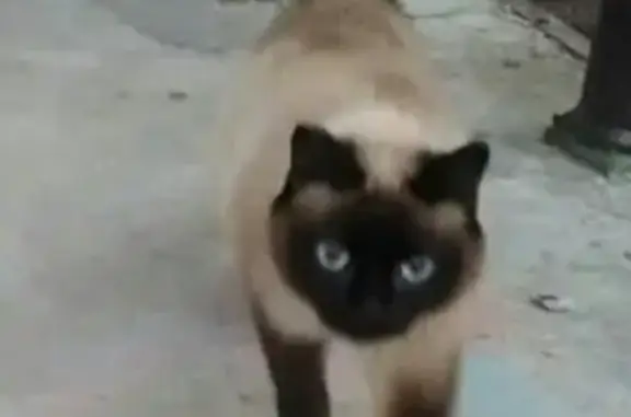 Пропала кошка на Республики 82 в Сургуте