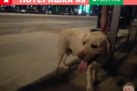 Найдена собака на Компросе в Перми