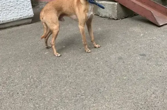Найдена собака в Краснодаре, микрорайон Юбилейный