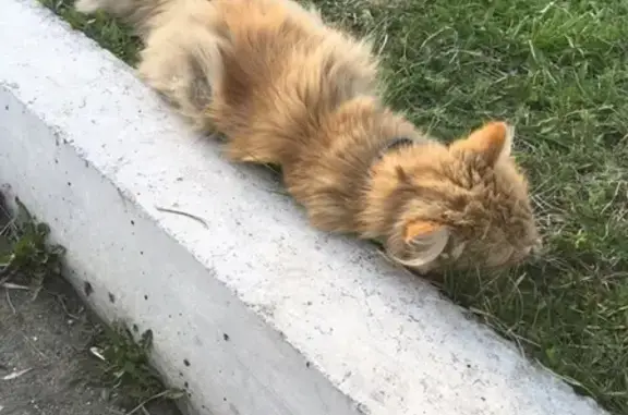 Найдена кошка Котейка в Новобайдаевке