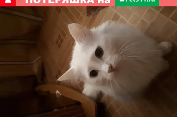 Пропала кошка Лёша в Ермолино, Калужская область