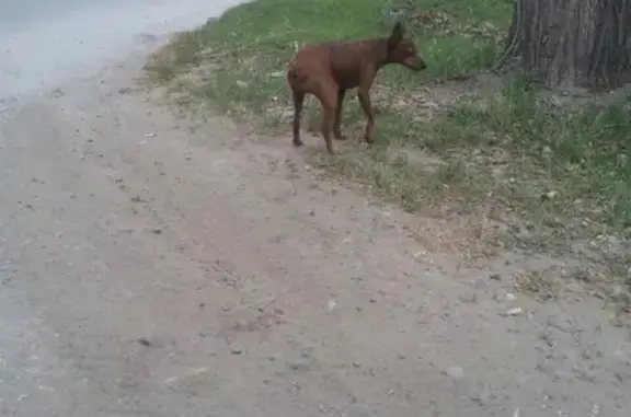 Найдена собака в Абакане, ищем хозяев!