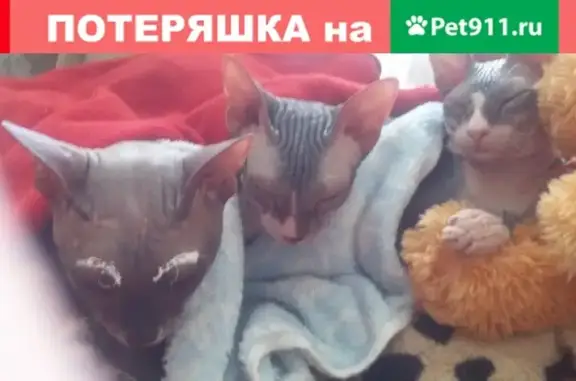 Пропала лысая серая кошка на Устинова 19.1.3, нужна помощь!
