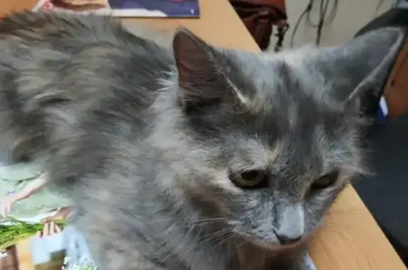 Найдена похудевшая кошка на улице Советской Армии