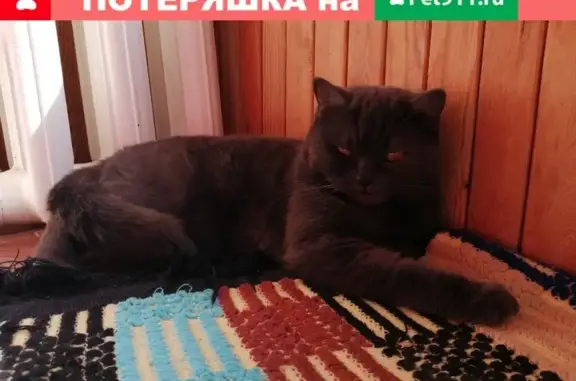 Пропала кошка в Балашихе на Маяковского