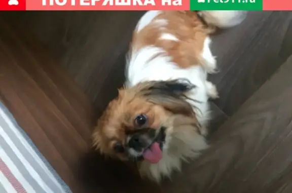 Собака найдена в Краснодаре, Россия.