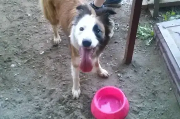 Собаки потеряшки, Кострома, фото: Потеряшка рыжая сука в районе ул. Фестивальной, Кострома