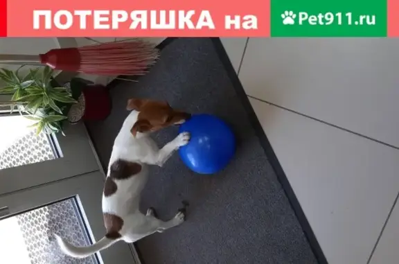 Пропала собака на ул. Кирова 20а в Люберцах
